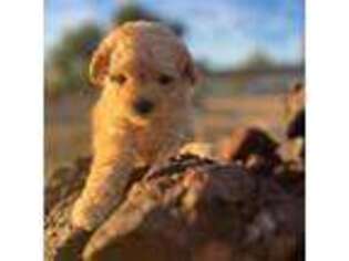 Cavapoo Puppy for sale in Peoria, AZ, USA