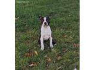 Boston Terrier Puppy for sale in Arthur, IL, USA