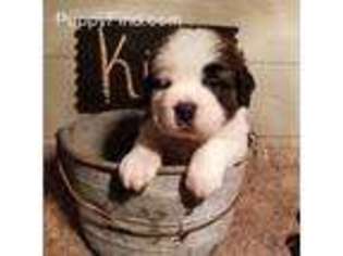 Saint Bernard Puppy for sale in Mantador, ND, USA