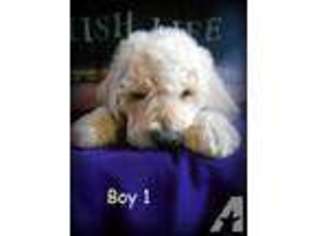 Goldendoodle Puppy for sale in HILLSDALE, MI, USA