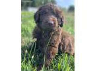 Newfoundland Puppy for sale in Hustontown, PA, USA
