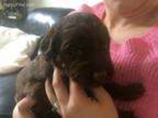 Labradoodle Puppy for sale in Fremont, OH, USA
