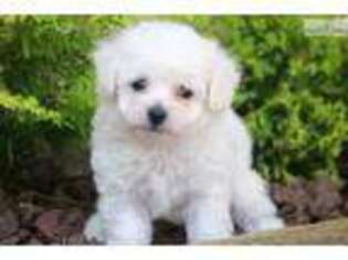 Bichon Frise Puppy for sale in Lancaster, PA, USA