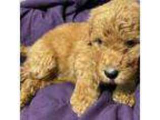 Goldendoodle Puppy for sale in Ringgold, GA, USA
