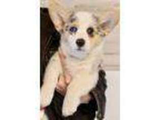 Pembroke Welsh Corgi Puppy for sale in Memphis, TN, USA