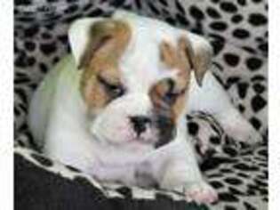 Bulldog Puppy for sale in Niantic, CT, USA