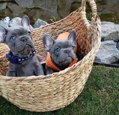 French Bulldog Puppy for sale in West Des Moines, IA, USA