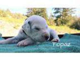 Dalmatian Puppy for sale in Bonners Ferry, ID, USA