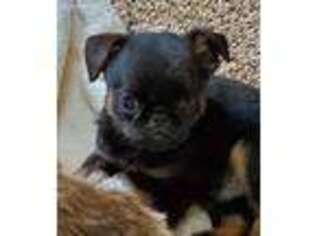 Brussels Griffon Puppy for sale in Newcomerstown, OH, USA