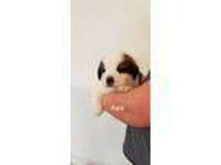 Saint Bernard Puppy for sale in Newmanstown, PA, USA