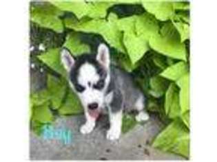 Siberian Husky Puppy for sale in Myrtle, MS, USA