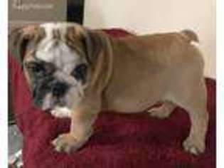 Bulldog Puppy for sale in Orlando, FL, USA