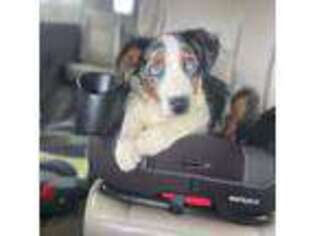 Australian Shepherd Puppy for sale in Niles, MI, USA