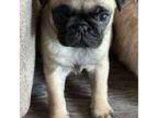 Pug Puppy for sale in Winter Springs, FL, USA