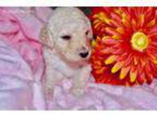 Mutt Puppy for sale in Warden, WA, USA