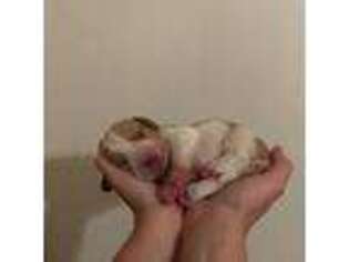 Basset Hound Puppy for sale in El Sobrante, CA, USA