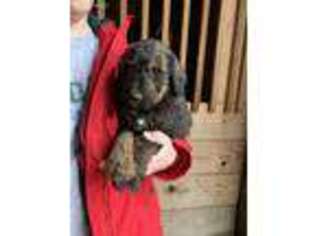 Mutt Puppy for sale in Carlisle, KY, USA