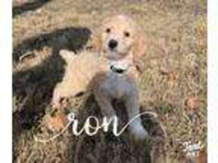 Goldendoodle Puppy for sale in Fort Worth, TX, USA