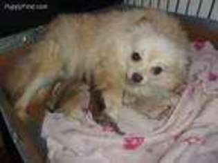 Pomeranian Puppy for sale in Dayton, OH, USA