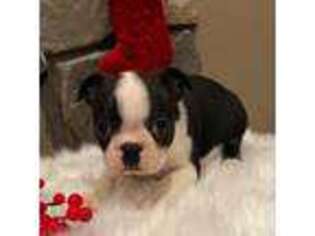 Boston Terrier Puppy for sale in Riverhead, NY, USA