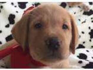 Labrador Retriever Puppy for sale in Ingram, TX, USA