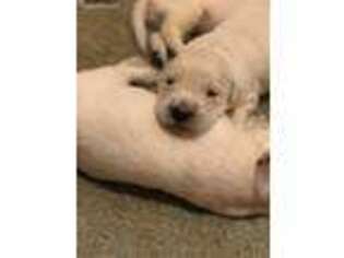 Mutt Puppy for sale in Ellington, CT, USA