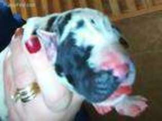 Great Dane Puppy for sale in Stanley, NY, USA