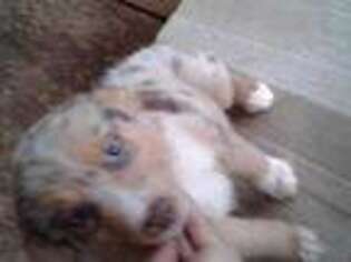 Australian Shepherd Puppy for sale in Burlington, NC, USA