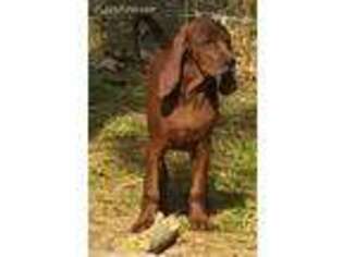 Redbone Coonhound Puppy for sale in Waldron, AR, USA