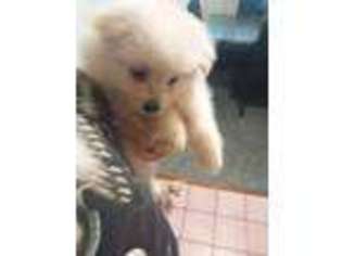 Pomeranian Puppy for sale in Binghamton, NY, USA