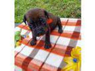 Cane Corso Puppy for sale in Stuart, FL, USA