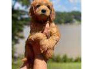 Goldendoodle Puppy for sale in Jackson, GA, USA