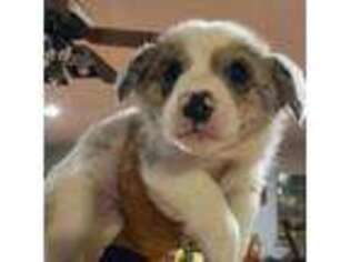 Pembroke Welsh Corgi Puppy for sale in Pecos, TX, USA