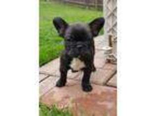 French Bulldog Puppy for sale in Tonganoxie, KS, USA