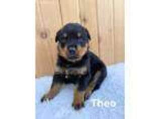 Rottweiler Puppy for sale in Shreve, OH, USA