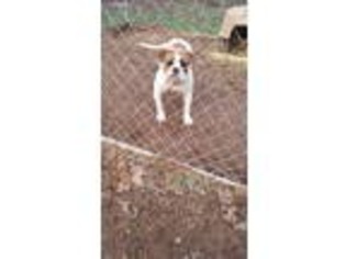 American Bulldog Puppy for sale in Winston Salem, NC, USA