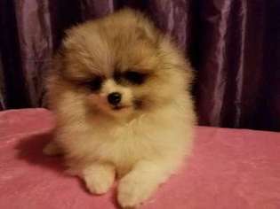 Pomeranian Puppy for sale in Woodridge, IL, USA