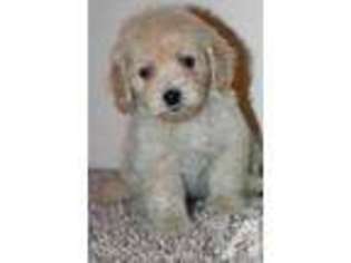 Goldendoodle Puppy for sale in GLENWOOD SPRINGS, CO, USA