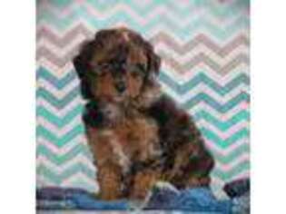 Mutt Puppy for sale in Blairsville, PA, USA