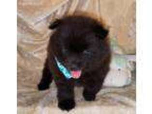 Pomeranian Puppy for sale in Barnett, MO, USA