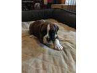 Boxer Puppy for sale in Springfield, MA, USA