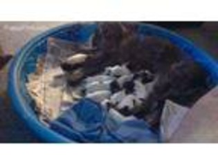 German Shorthaired Pointer Puppy for sale in Plattsburgh, NY, USA
