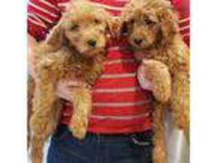 Goldendoodle Puppy for sale in Milwaukee, WI, USA