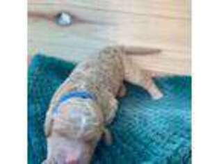 Goldendoodle Puppy for sale in Kuna, ID, USA