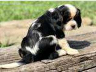 Cavalier King Charles Spaniel Puppy for sale in New Milton, WV, USA