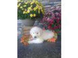 Mutt Puppy for sale in Glenmont, OH, USA