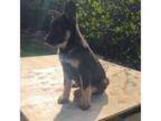 German Shepherd Dog Puppy for sale in Fayetteville, NC, USA
