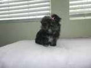 Shorkie Tzu Puppy for sale in Moultrie, GA, USA