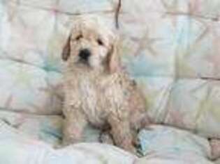 Goldendoodle Puppy for sale in Cranston, RI, USA