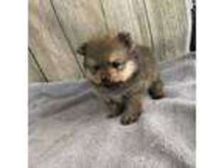 Pomeranian Puppy for sale in Sioux Falls, SD, USA